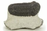 Detailed Morocops Trilobite - Morocco #331935-1
